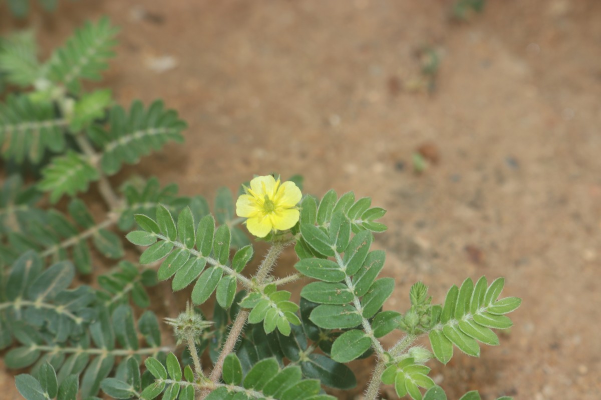 Tribulus terrestris L.